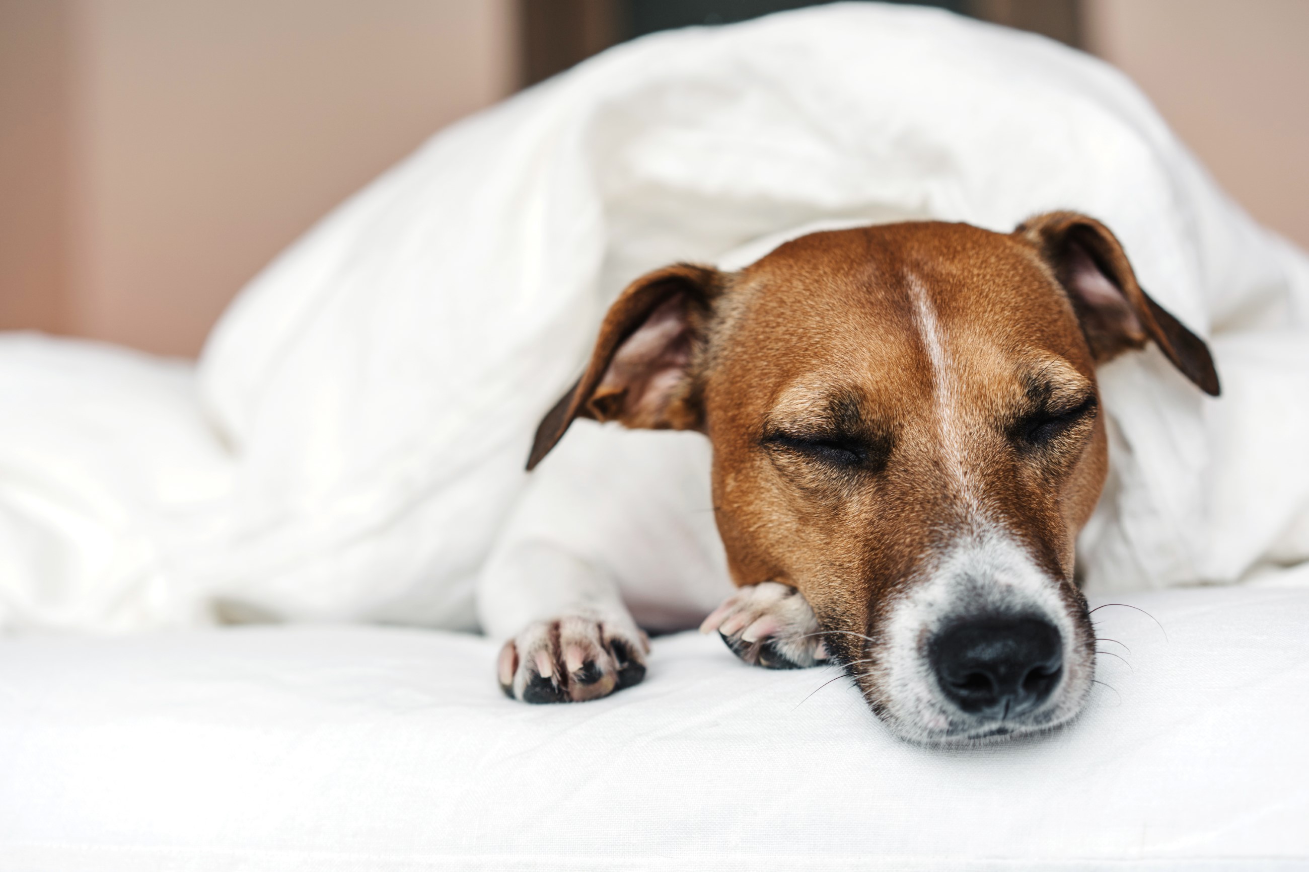 Dog sleeping in a hotel bed