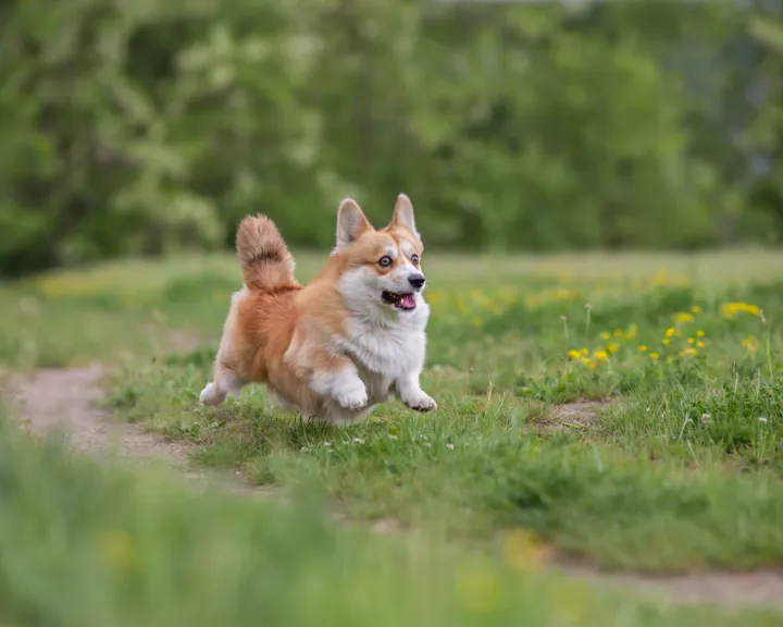 Corgi running through a field