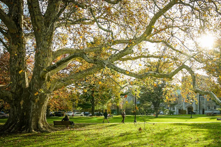The Plane Tree At Vassar College (1)
