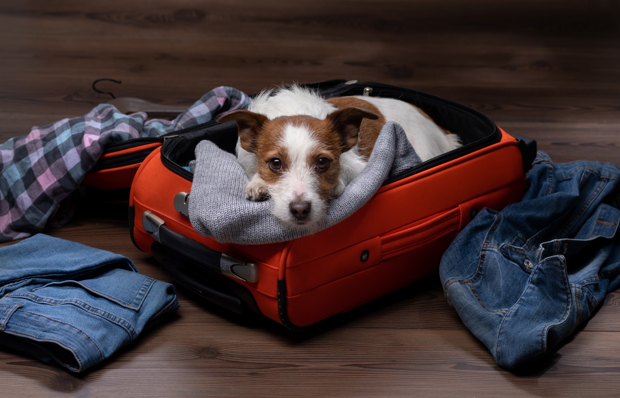 Small dog sitting in packed suitcase