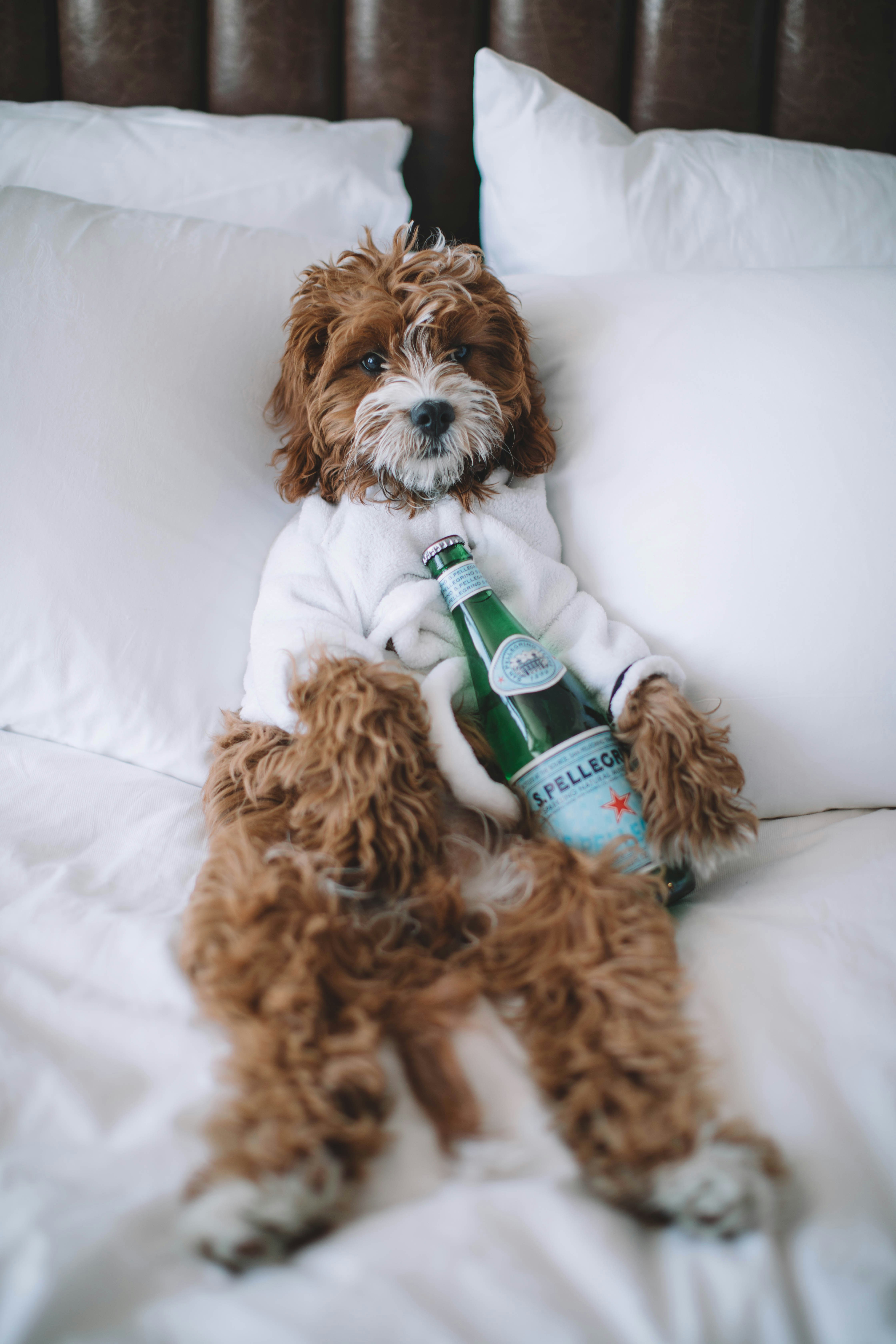 Dog sitting in a hotel bed and wearing a robe next to a bottle of sparkling water